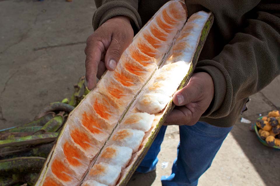 معرفی و راهنمای پرورش درختان میوه - اینگا ادالیس